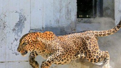 Leopard spotted at school for special kids near Tumakuru